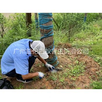 黄埔树木白蚁防治工程